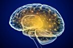 یک مدار جدید در مغز انسان کشف شد