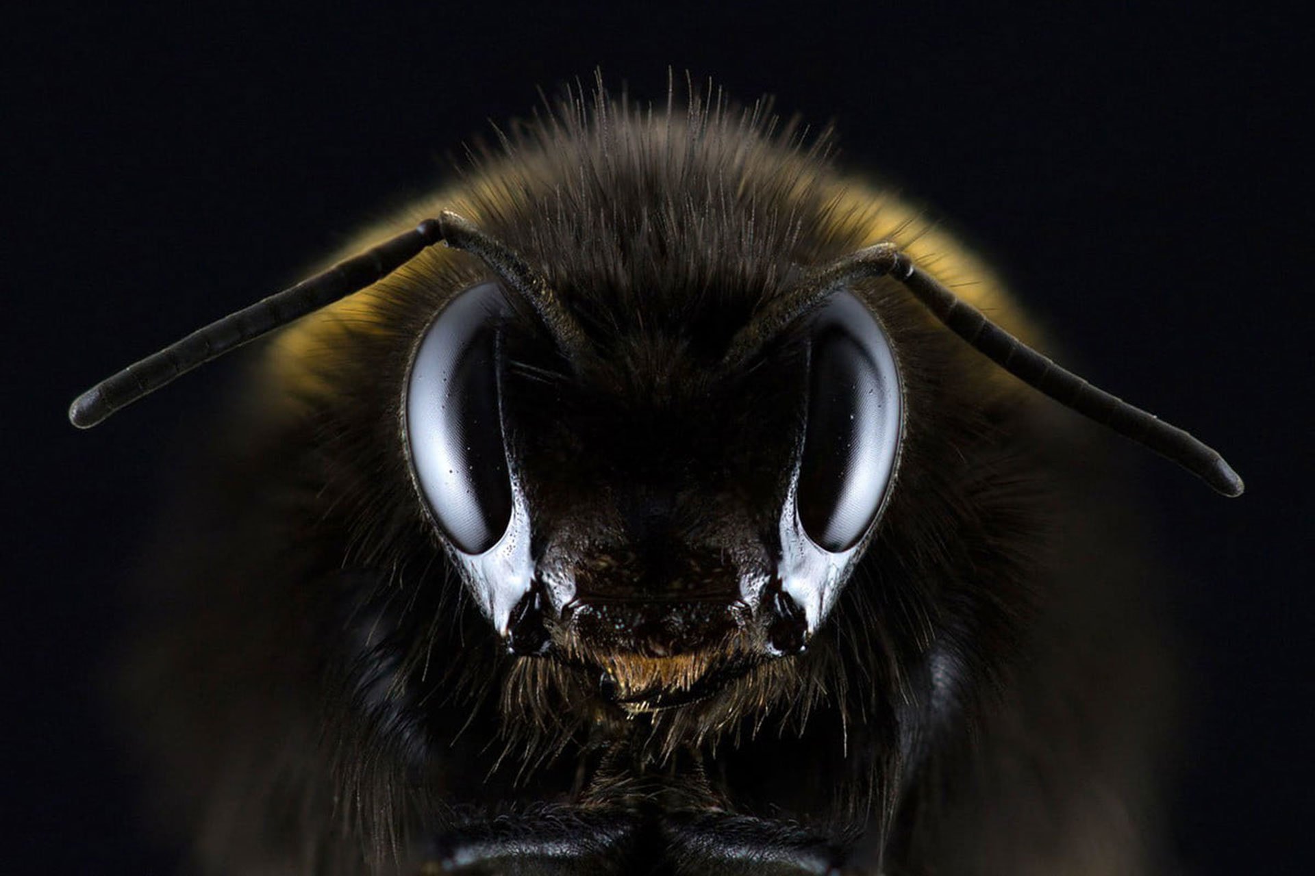 هوش مصنوعی زنبور عسل، جدیدترین فناوری قابل استفاده در سیستم‌های مسیریابی