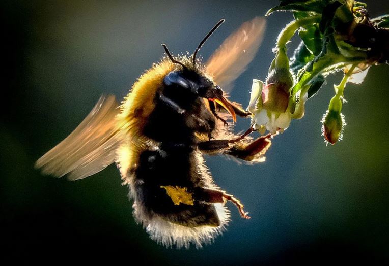هوش مصنوعی زنبور عسل، جدیدترین فناوری قابل استفاده در سیستم‌های مسیریابی