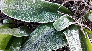 چگونه یخ‌زدگی روی برخی گیاهان اثر مخربی ندارد؟