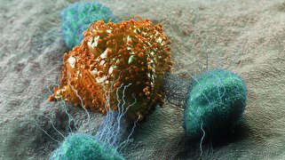 با ترکیب ویروس و نانومواد دوبعدی، سلول‌های سرطانی از بین می‌روند