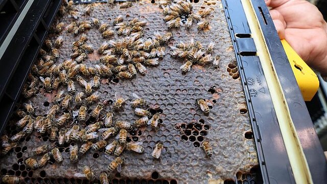 زنبورداری رباتیک و ساخت اولین عسل با هوش مصنوعی