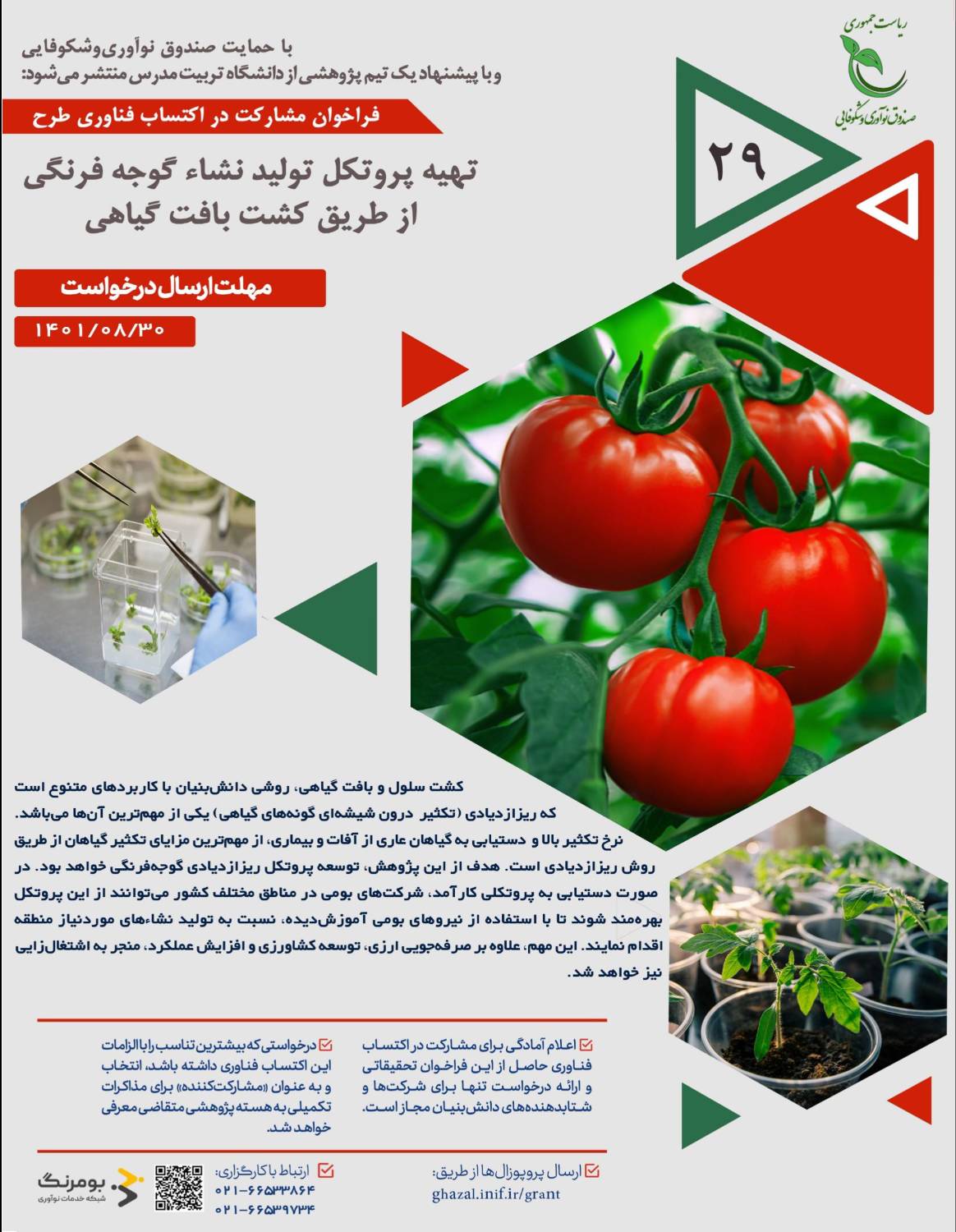 انتشار فراخوان پژوهشی طرح «تهیه پروتکل تولید نشاء گوجه فرنگی از طریق کشت بافت گیاهی» با حمایت صندوق نوآوری
