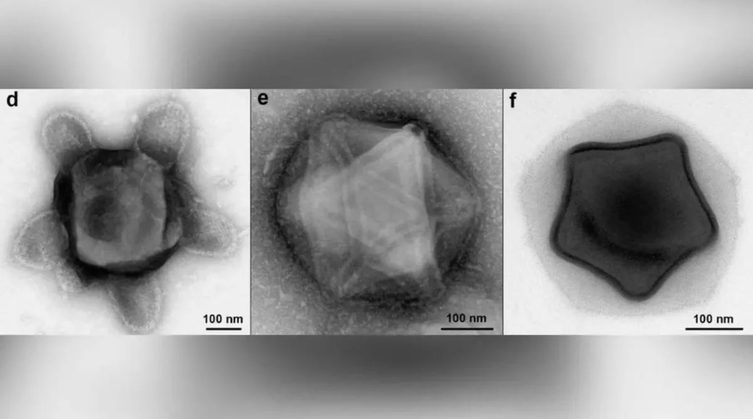 دستاورد جالب دانشمندان: کشف ویروس‌های غول‌پیکری با اشکالی شبیه ستاره، لاک پشت و شیشه عطر!