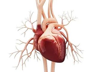 تولید بافت قلبی با تزریق جوهر ژل و فیبر