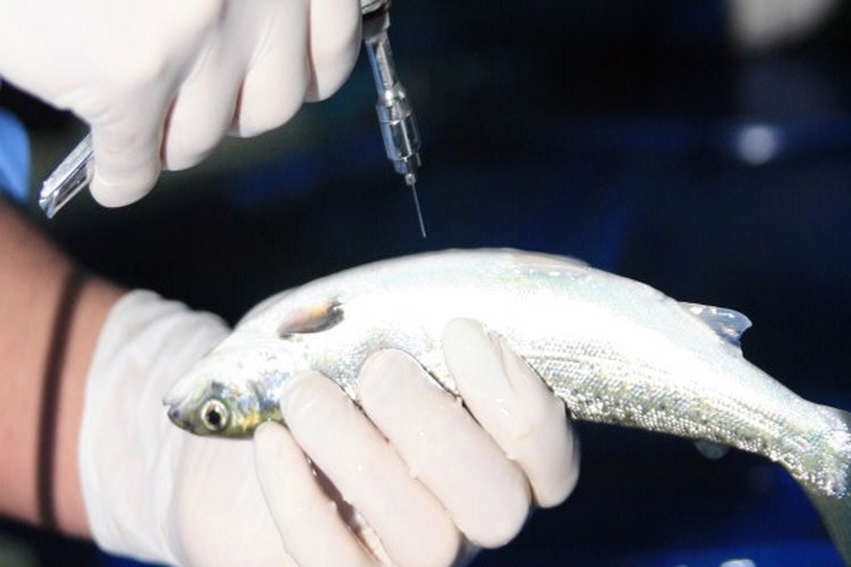 تولید واکسن مخصوص ماهی “سی‌بس” برای اولین بار در کشور