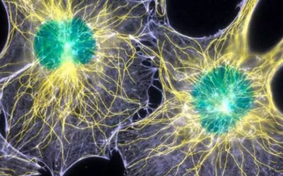 انسان هاله نوری دارد که با مرگ خاموش میشود انسان هاله نوری دارد که با مرگ خاموش میشود