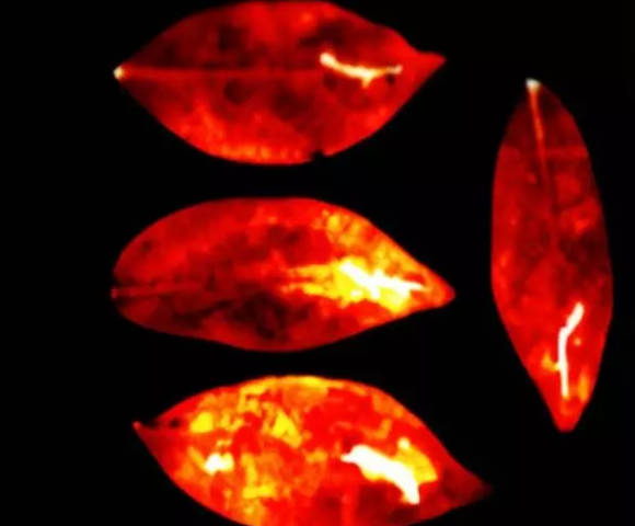 انسان هاله نوری دارد که با مرگ خاموش میشود انسان هاله نوری دارد که با مرگ خاموش میشود