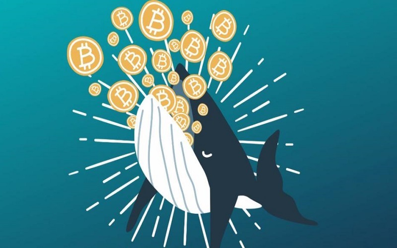 نهنگها و پول هوشمند نهنگها و پول هوشمند