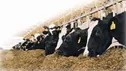 تولید نسل سوم مکمل‌های معدنی دام و طیور در کشور