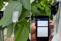 توسعه ساعت هوشمند برای گیاهان!
