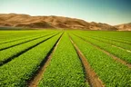 استفاده از نقاط کوانتومی برای کمک به کشاورزی