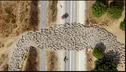 تایم لپس جذاب حرکت گوسفندان+فیلم