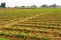تولید دستگاه کاشت نیمه اتومات نشاء برای اولین بار در کشور/ صادرات به عراق و افغانستان