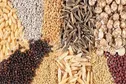 یک ماده اساسی برای رشد طیور تولید شد